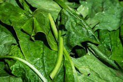 Fresh Baby Leaf Spinach  x  200g