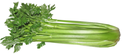 Fresh Celery  x  Bunch