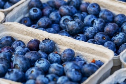 Fresh Blueberries  x  125g