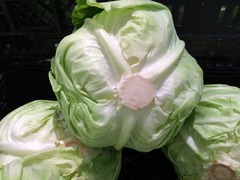Fresh White Cabbage  ** NOW SOLD BY THE KILO **  x  Kilo