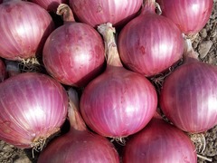 Fresh Red Onions  x  1kg