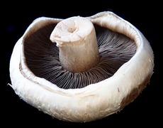 Fresh Portobello Mushrooms (12-14)  x  1.5kg