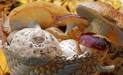 Fresh Exotic Mushrooms  x  500g