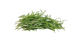 Fresh Rosemary  x  50g