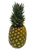 Fresh Pineapple  x  Single