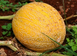 Fresh Cantaloupe Melon  x  Single
