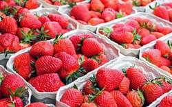 Fresh Strawberries  x  500g